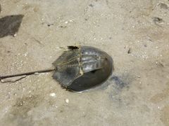 -红树林天天赶海