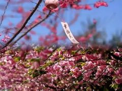 -天适樱花悠乐园