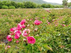 -亚龙湾国际玫瑰谷