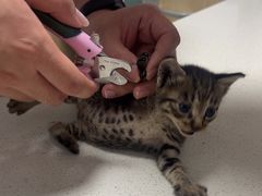 -乐派堂宠物医院·猫友好· 心脏科(东街店)