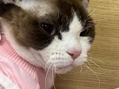 -美联众合爱康动物医院•复杂内科•肿瘤科•牙科•腔镜诊疗中心