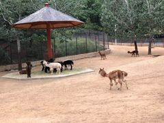 -大连森林动物园