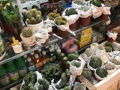 -双季花艺园艺市场(浦东店)