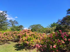 -中国科学院西双版纳热带植物园