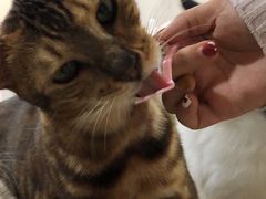-李小姐の猫咖啡馆(五角场店)
