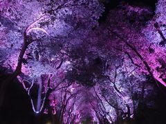 -君来湖滨饭店·玫瑰园