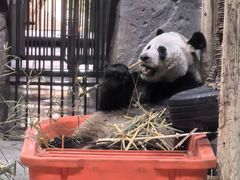 -栾川竹海野生动物园