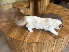 -飞行喵MR PILOT|猫舍·猫咖(静安大融城店)