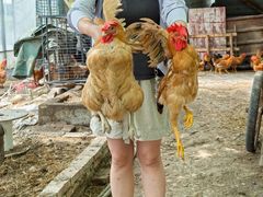 -马陆小张葡萄园农家乐