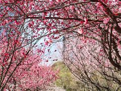 -白塘生态植物园