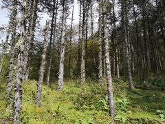 -石棉县孟获城