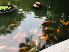-碧江金楼