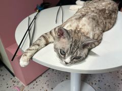 -毛绒耶耶撸宠馆·猫咖·狗咖·荷兰猪咖