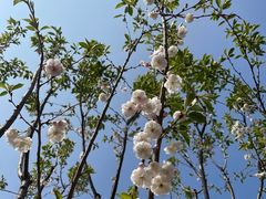-顾村公园