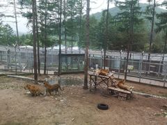 -横道河子东北虎林园