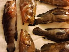 -小猫钓鱼海钓俱乐部(椰梦长廊店)