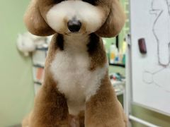 -鑫艺宠物美容培训学校