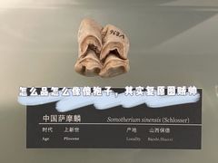 -中国地质博物馆