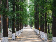 -渡海小渔村.老辈日照菜
