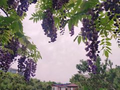 -嘉定紫藤园