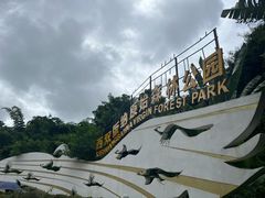 -西双版纳原始森林公园