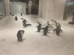 -大连圣亚海洋世界