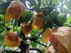 -老袁家蜜桃农场·阳山水蜜桃