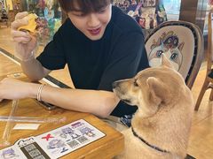 -more than meow吴止猫主题餐厅(承德 中船汇店)