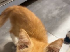 -楼上猫咖(罗湖店)