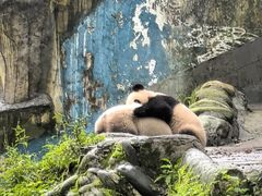 -中国大熊猫保护研究中心雅安碧峰峡基地