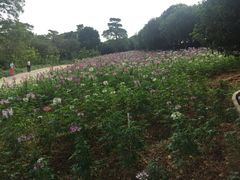 -松山湖梦幻百花洲
