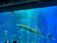 -烟台海昌鲸鲨海洋公园