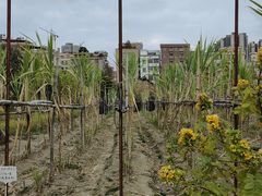 -新塘水果乐园(东洲大道店)