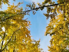 -三里屯东五街银杏大道