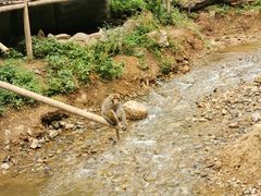 -西双版纳原始森林公园