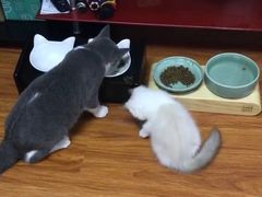 -Bastet sally猫舍购宠(静安店)