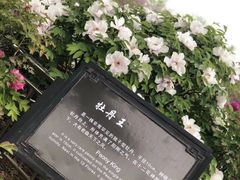 -曹州牡丹园