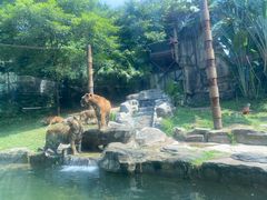 -深圳野生动物园
