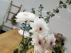 -素咫咖啡CLIFEROSE