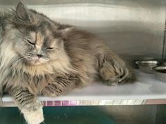 -创凡宠物医院·骨专科  猫科中心(西乡分院)