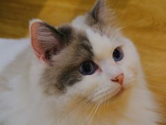 -滚猫咖啡·猫咖·猫友好撸猫(未来城店)