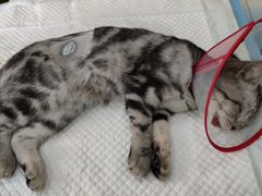 -瑞派长江宠物医院·猫科·外科·24小时夜护(谊城公寓分院)