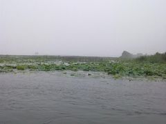 -微山湖红荷湿地景区