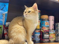 -逗柴咖啡屋·狗咖猫咖宠物桌游