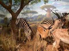 -陕西自然博物馆