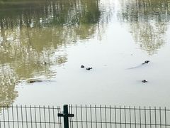 -中国扬子鳄村