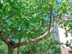 -山东省青岛第二中学(江西路分校)