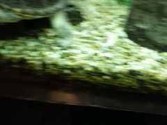 picture-红棉中餐厅·广州海航威斯汀酒店