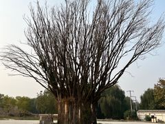 -赵州桥景区