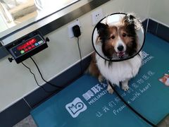 -美联众合动物医院·24h转诊中心